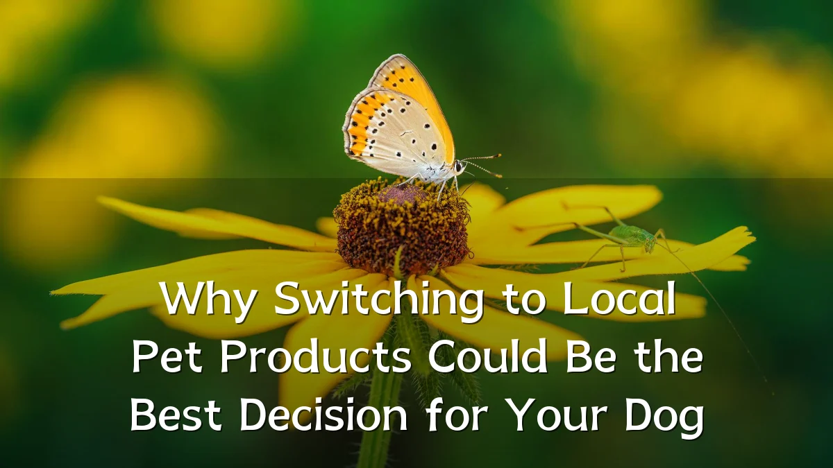 Why Switching to Local Pet Products Could Be the Best Decision for Your Dog