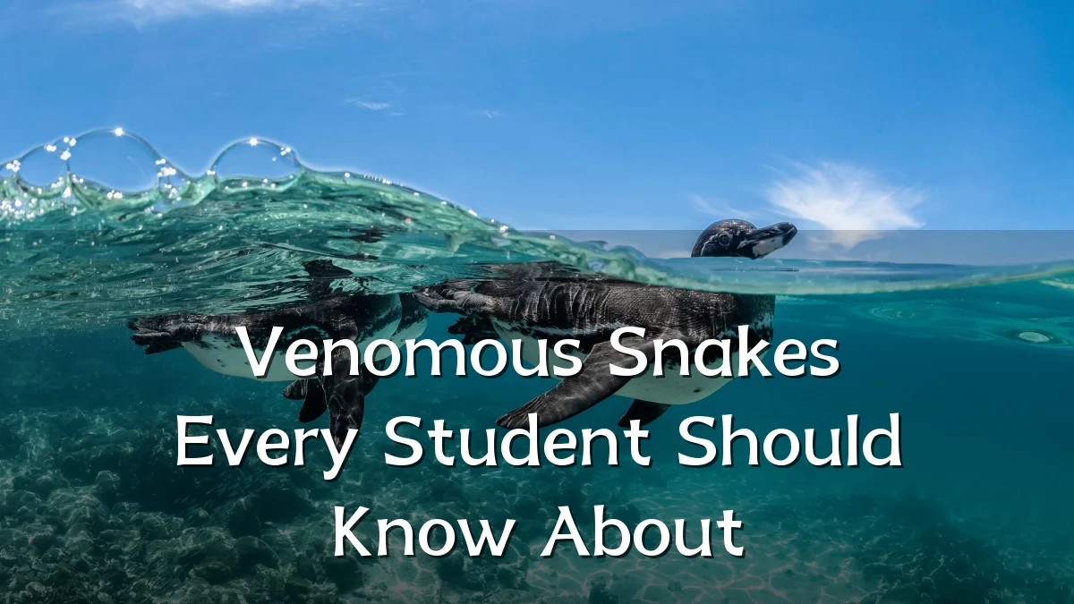 Venomous Snakes Every Student Should Know About